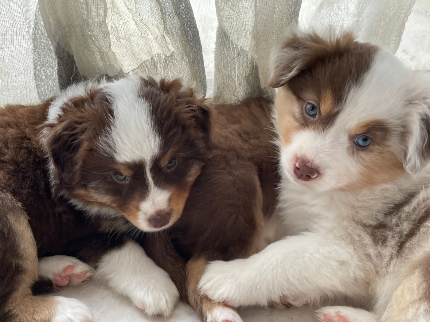 Femelles de disponibles