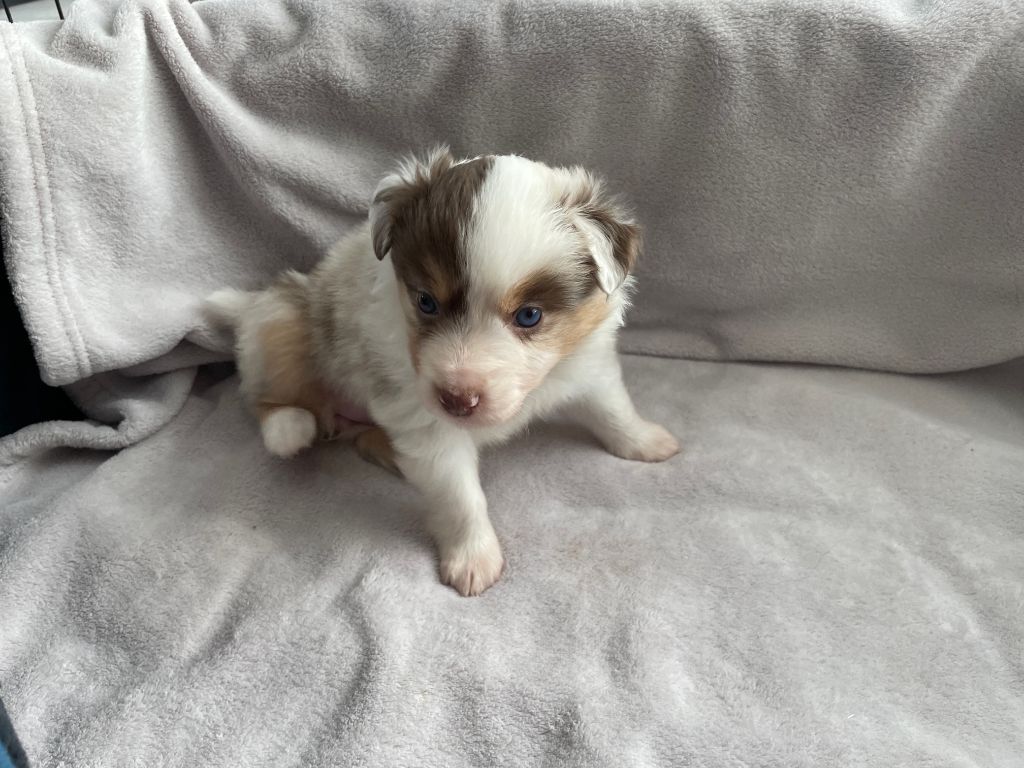 Des Oursons Du Vignoble - Chiots disponibles - Berger Américain Miniature 