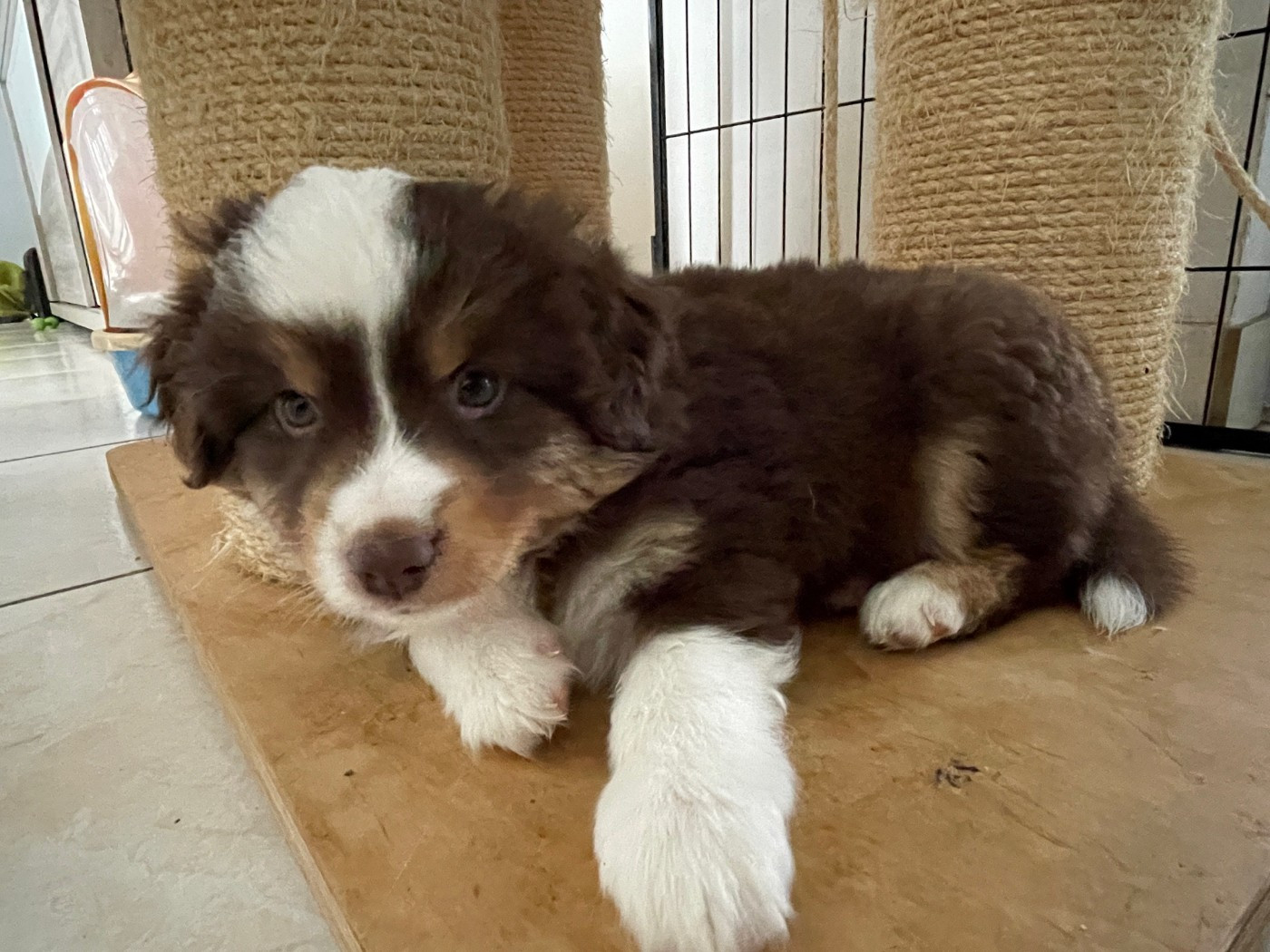 Des Oursons Du Vignoble - Chiots disponibles - Berger Américain Miniature 