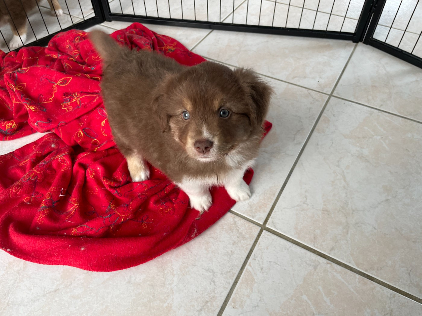 Des Oursons Du Vignoble - Chiots disponibles - Berger Américain Miniature 