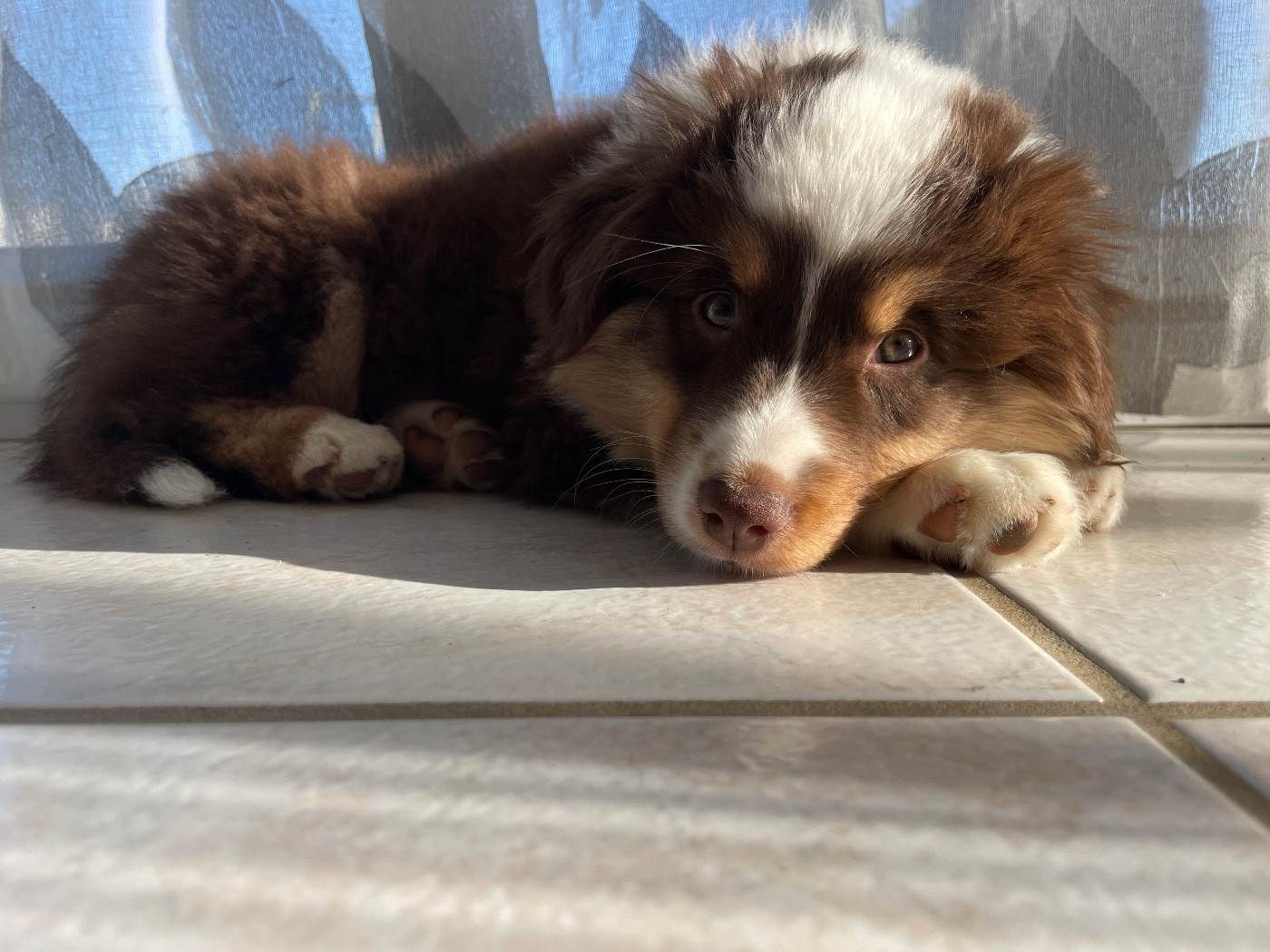 Des Oursons Du Vignoble - Chiots disponibles - Berger Américain Miniature 