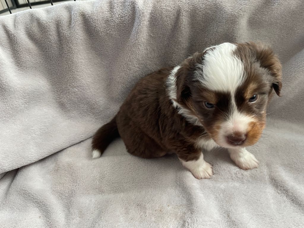 Des Oursons Du Vignoble - Chiots disponibles - Berger Américain Miniature 