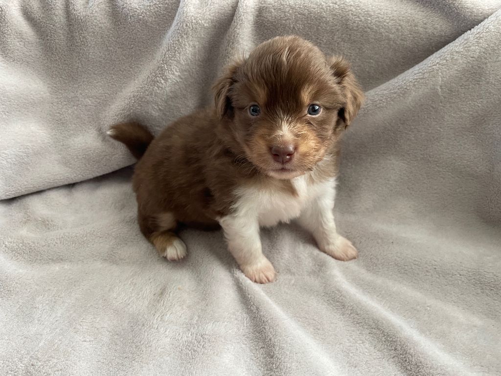 Des Oursons Du Vignoble - Chiots disponibles - Berger Américain Miniature 